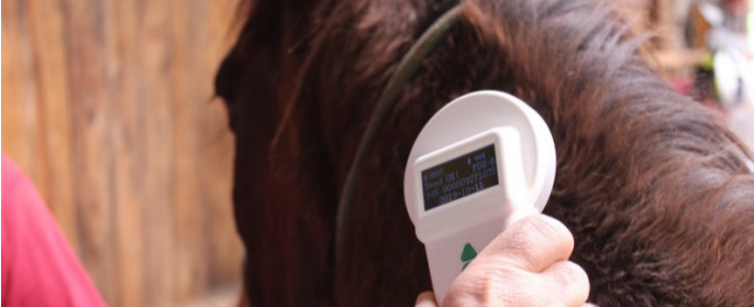 Posto para colocação de microchips em cavalos será montado nesta sexta-feira