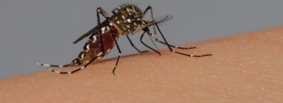 Com mais dois óbitos, RS registra oito mortes por dengue em 2023