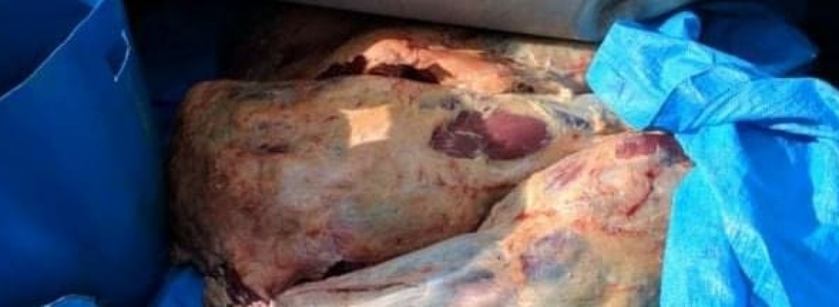 Vigilância apreende cerca de 200 kg de carne bovina enrolada em lona