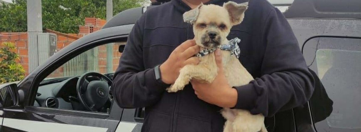 Cão furtado é recuperado pela Polícia Civil em Santa Maria