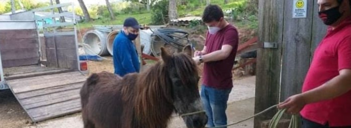 Dez cavalos recebem microchips em Santa Maria