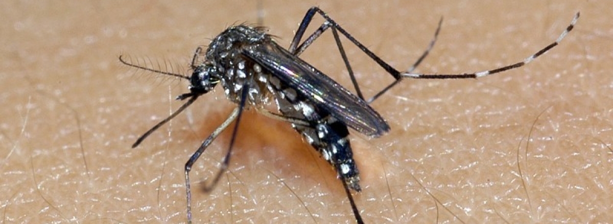 Secretaria de Saúde confirma 34 casos de dengue em Santa Maria