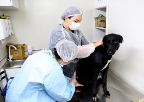 Prefeitura retoma esterilizações gratuitas de cães a partir desta quarta-feira (15)