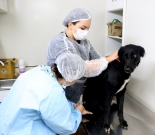 Prefeitura retoma esterilizações gratuitas de cães a partir desta quarta-feira (15)