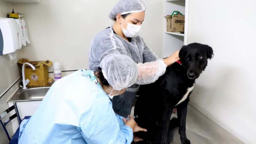 Prefeitura retoma esterilizações gratuitas de cães a partir desta quarta-feira (15)