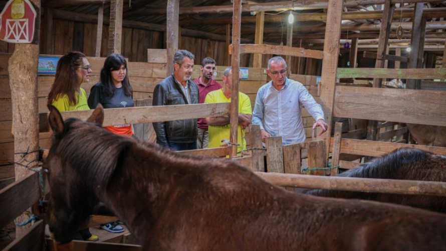 Prefeitura formaliza parceria com o Iabea para recolher animais de tração e cavalos soltos