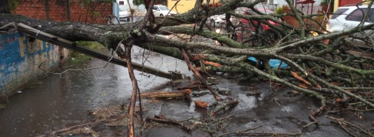 Ventania deixa casas destelhadas e derruba árvores em Santa Maria