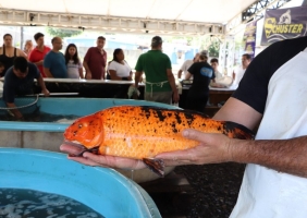 Feira do Peixe Vivo de Santa Maria inicia nesta terça-feira (31) na Gare