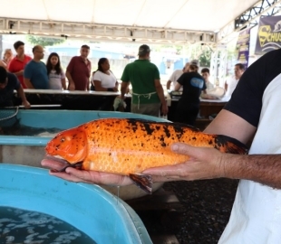 Feira do Peixe Vivo de Santa Maria inicia nesta terça-feira (31) na Gare