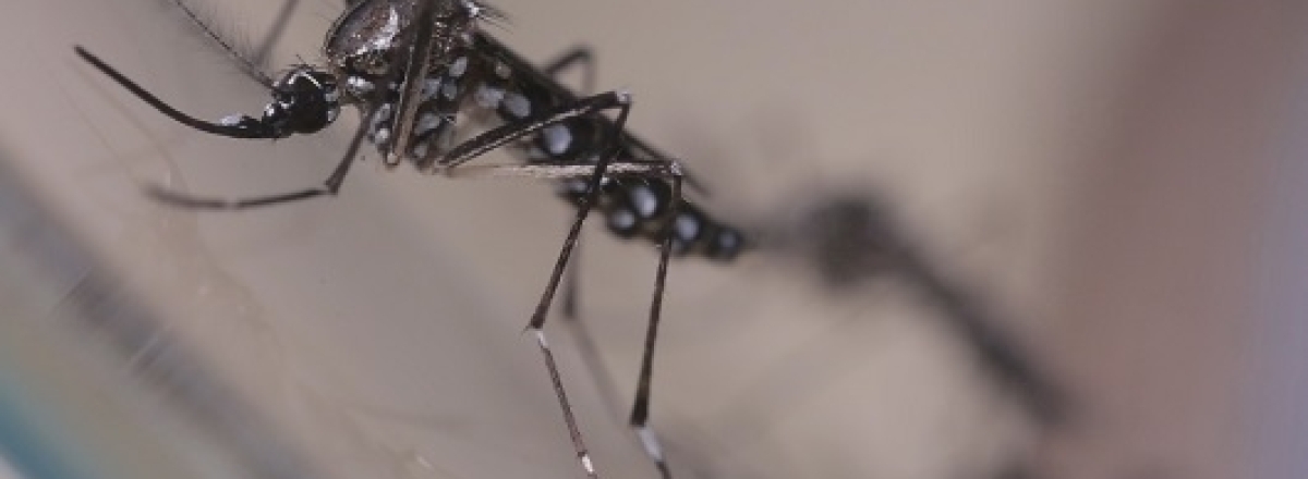 Prefeitura confirma terceira morte por dengue neste ano em Santa Maria