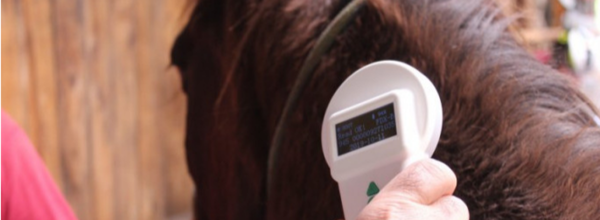 Posto para colocação de microchips em cavalos será montado nesta sexta-feira