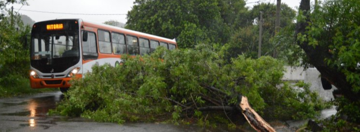 Temporal causa destalhamentos e queda de árvores e postes em Santa Maria