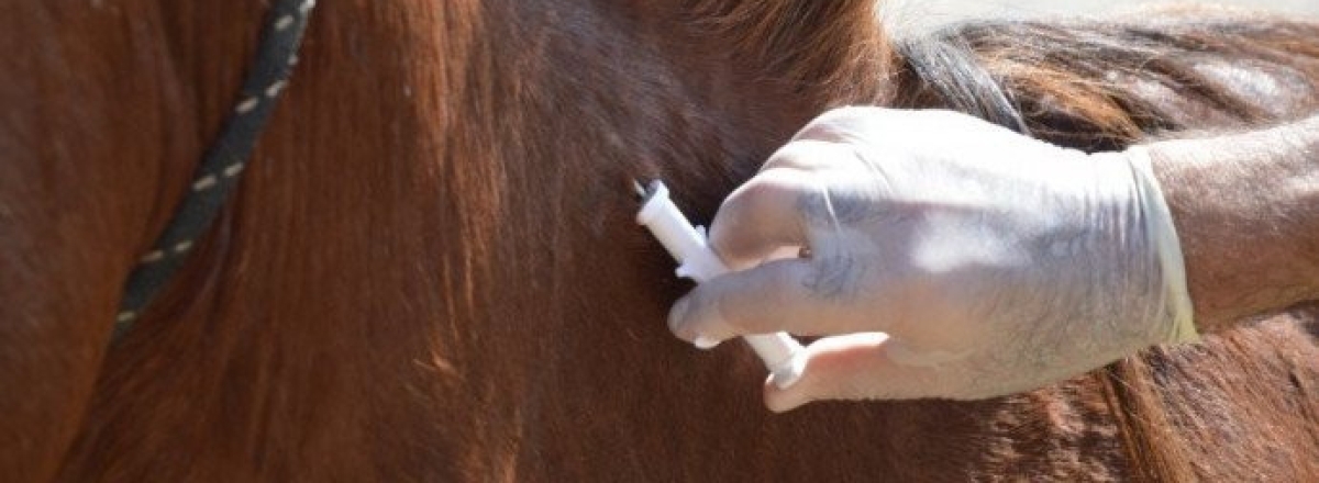 Prefeitura retomará ações de microchipagem de equinos na sexta-feira